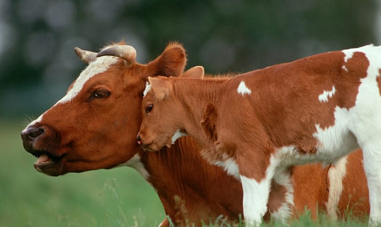 Роль протеина в кормлении коров