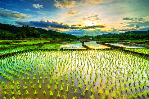 Аспекты выращивания риса